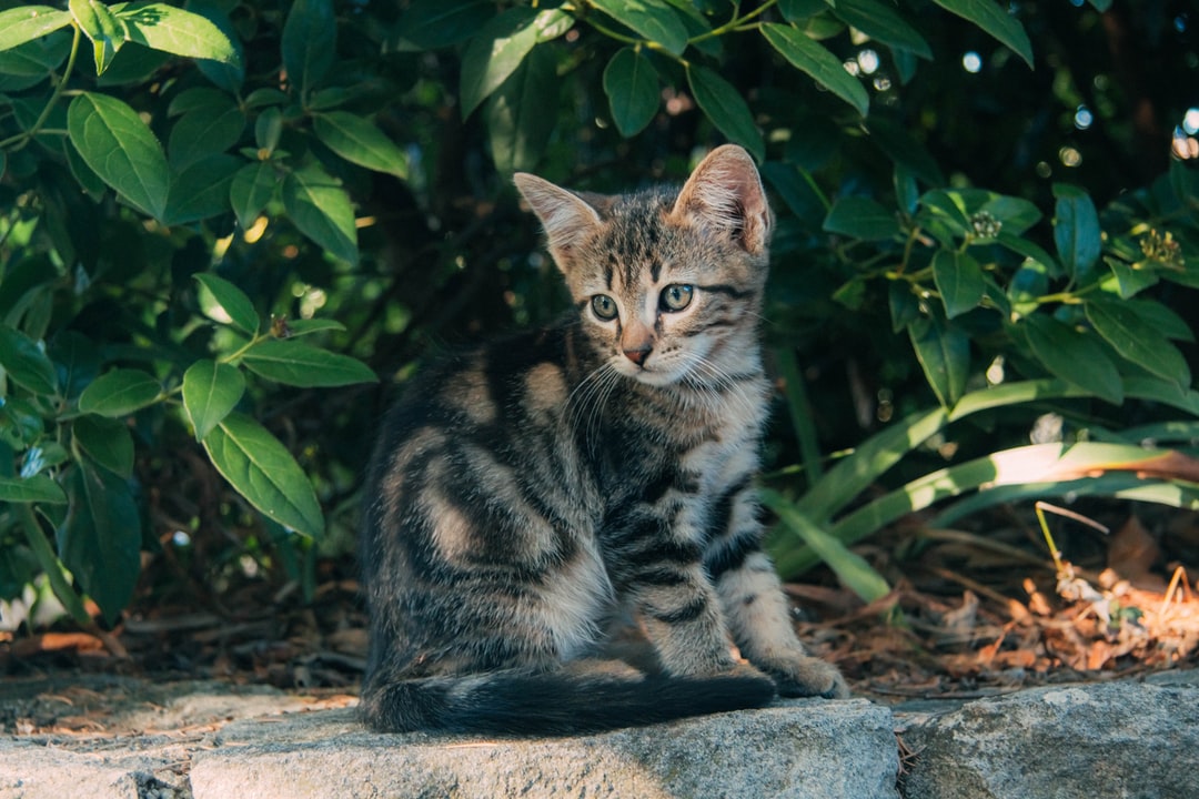 有寓意的猫咪名字大全，