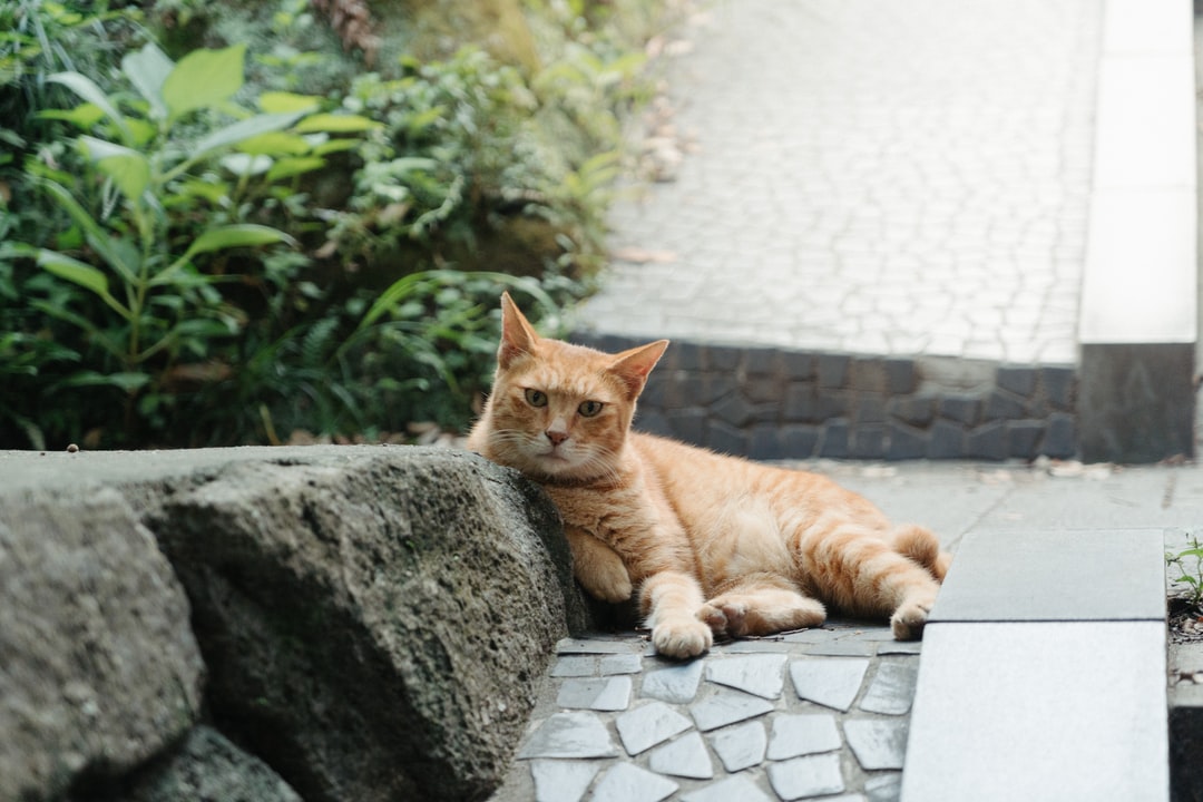 猫咪名字可爱中文