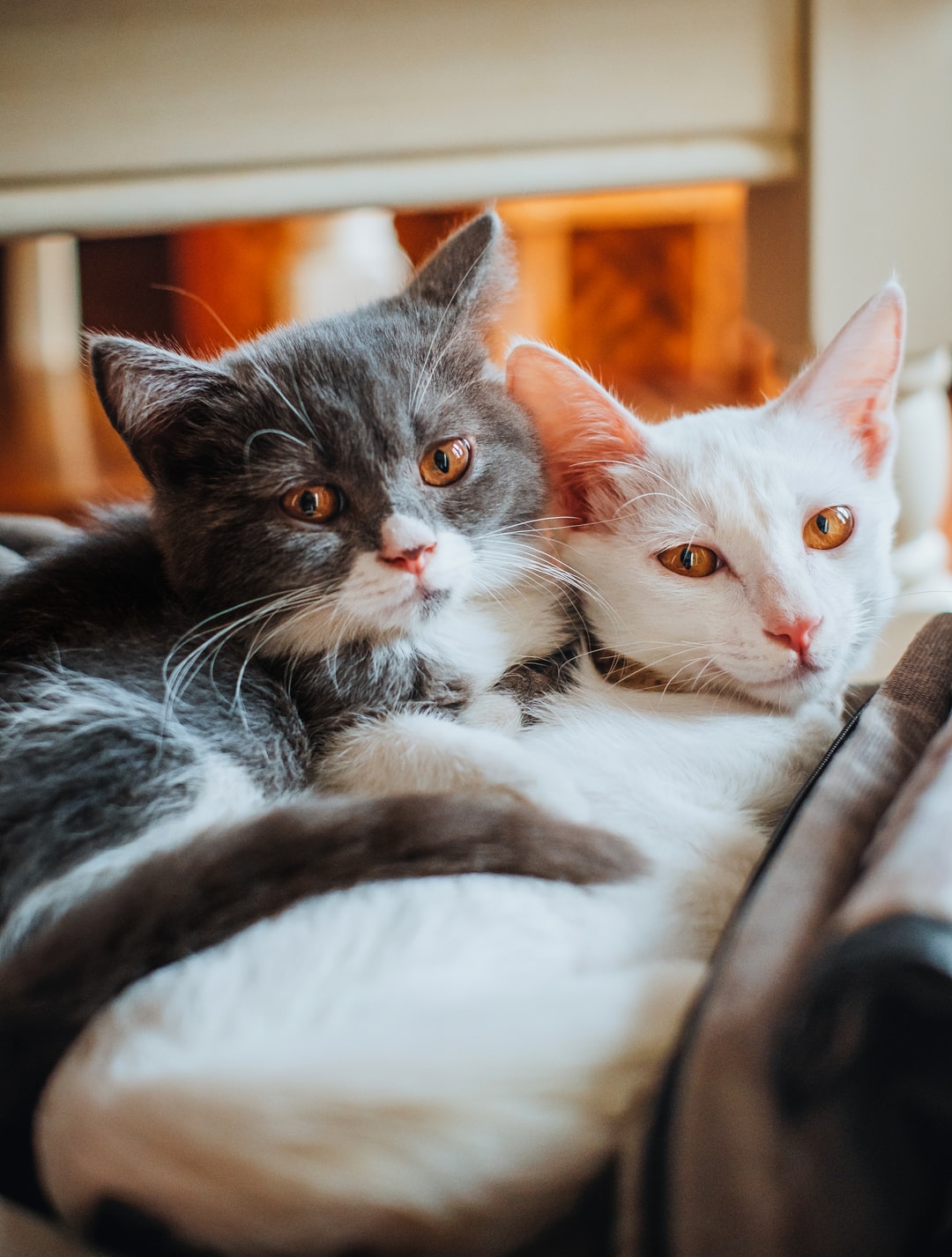 给猫猫取一个好养活的名字,接地气有寓意的