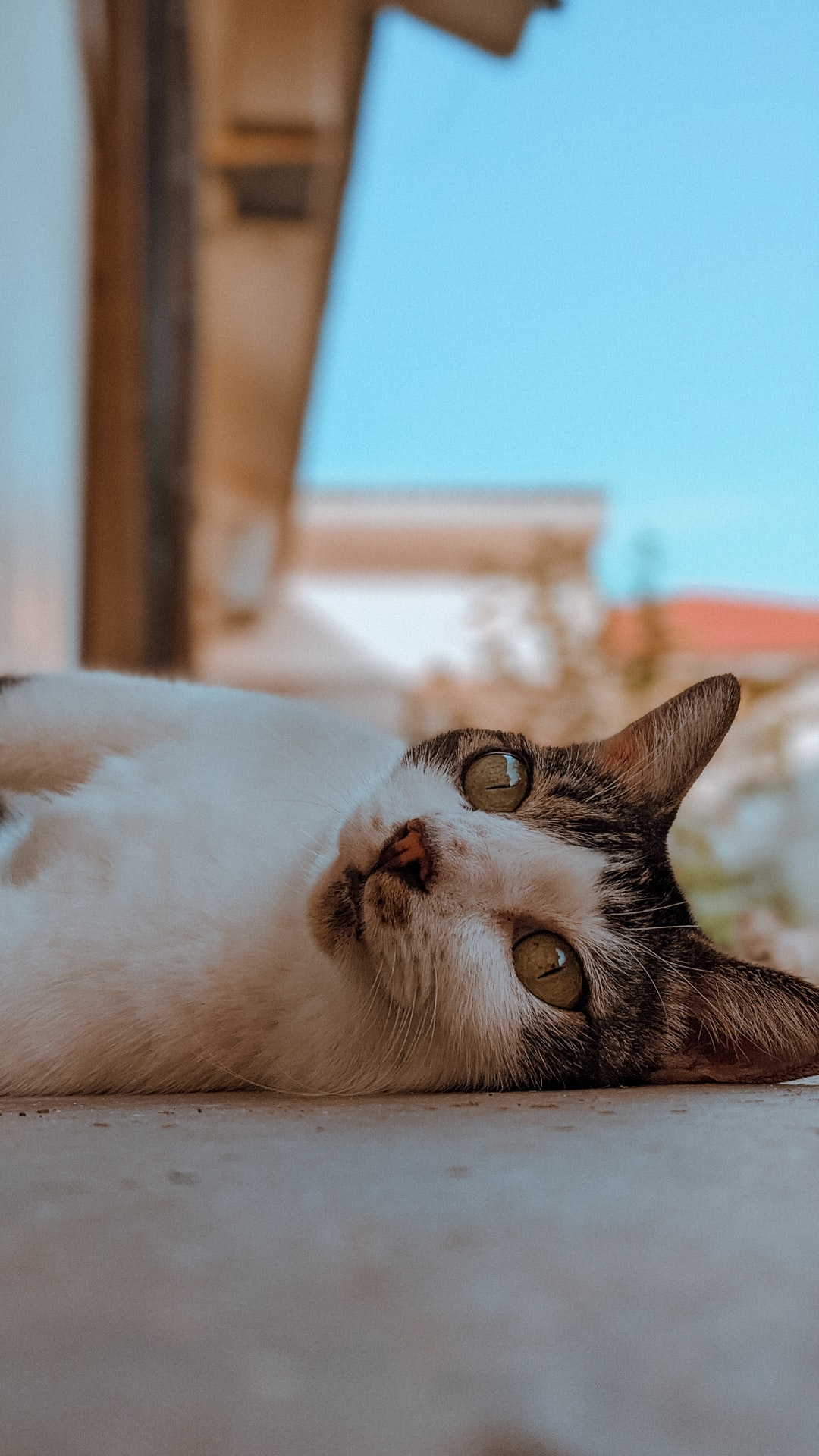 折耳猫名字可爱洋气