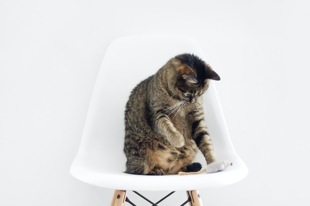 猫咪起个搞笑的名字