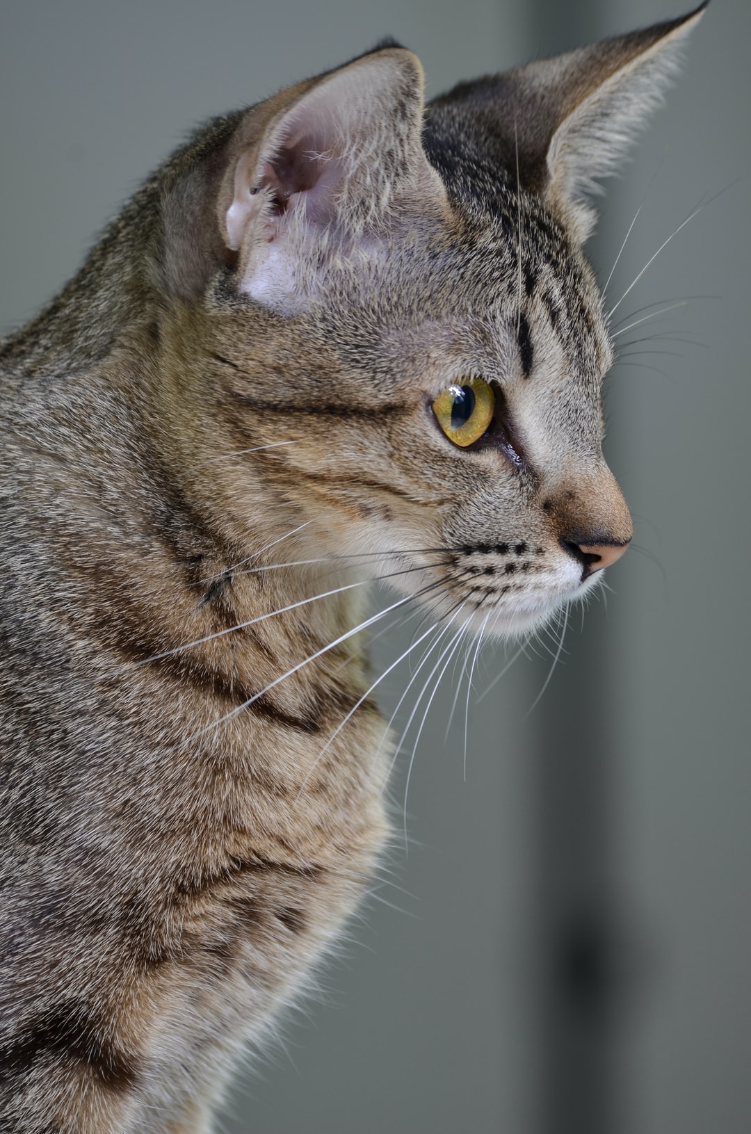 关于食物的猫咪名字大全