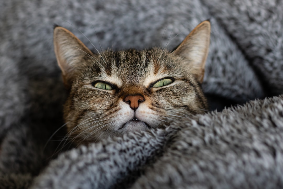 猫咪名字大全可爱好听