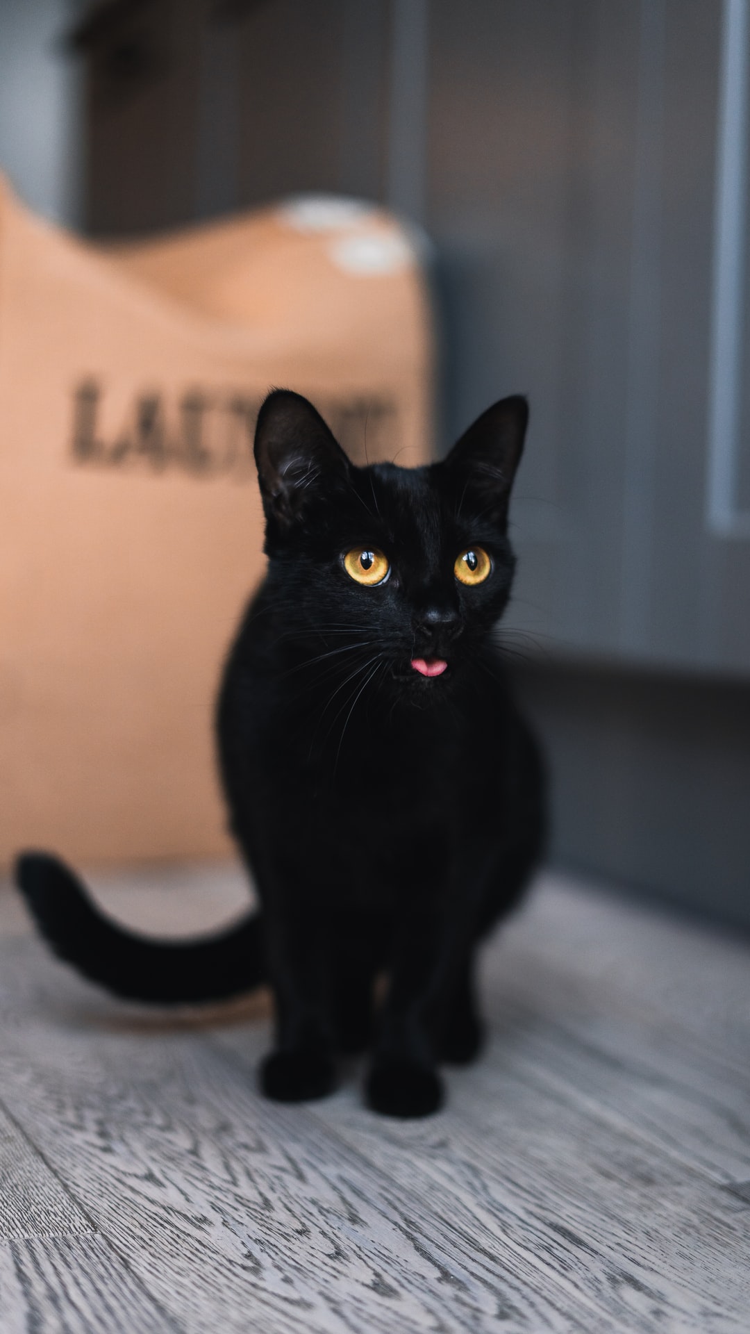 猫咪名字可爱中文