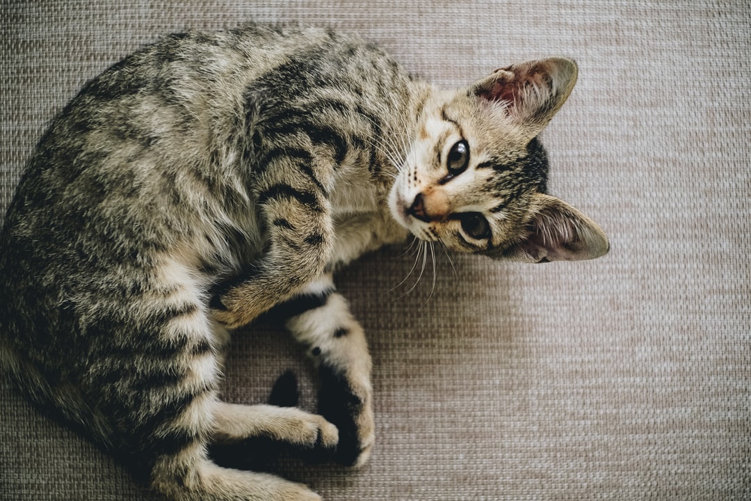 给猫咪起洋气名字的窍门，猫咪起洋气名字的窍门