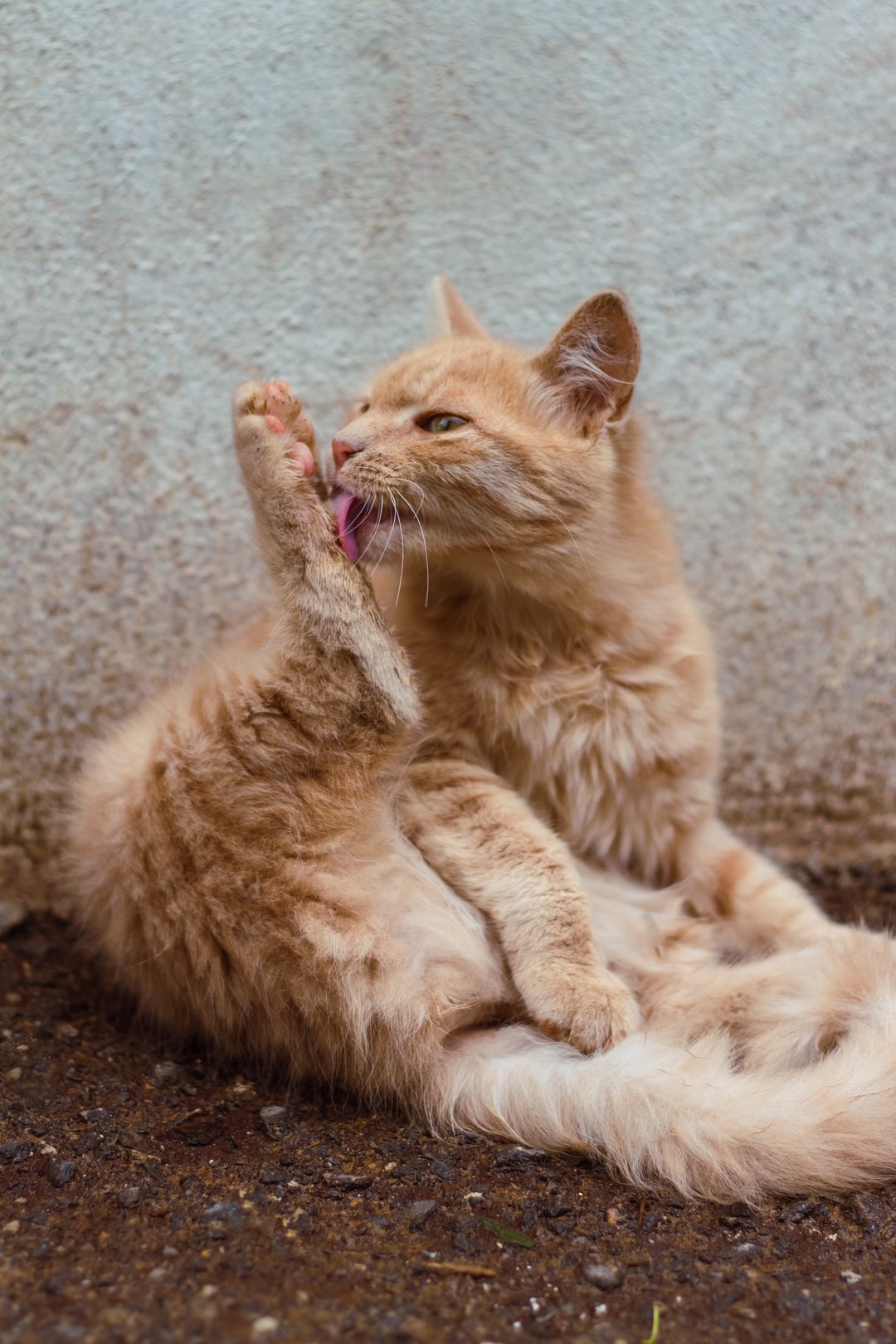 可爱又古风的宠物猫名字，可爱又可爱！