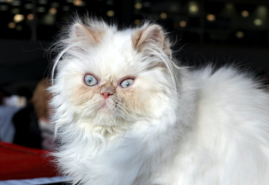 好听的橘猫名字100个，好听的橘猫名字怎么取