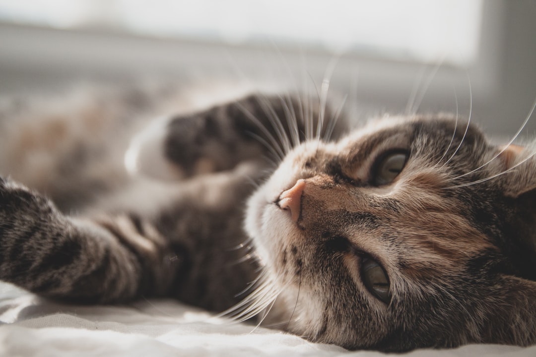 有创意的猫咪名字英文