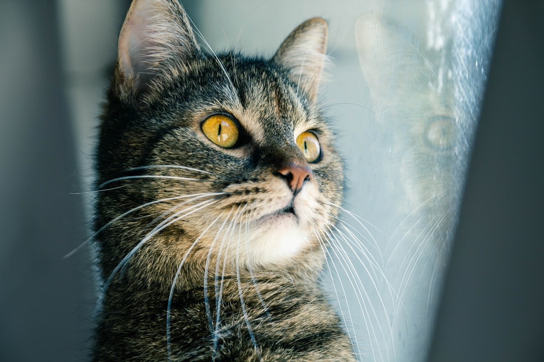 搞笑的猫咪名字100个