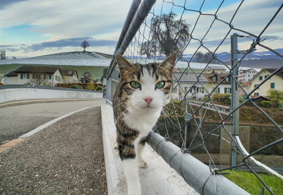 猫咪可爱名字大全公猫