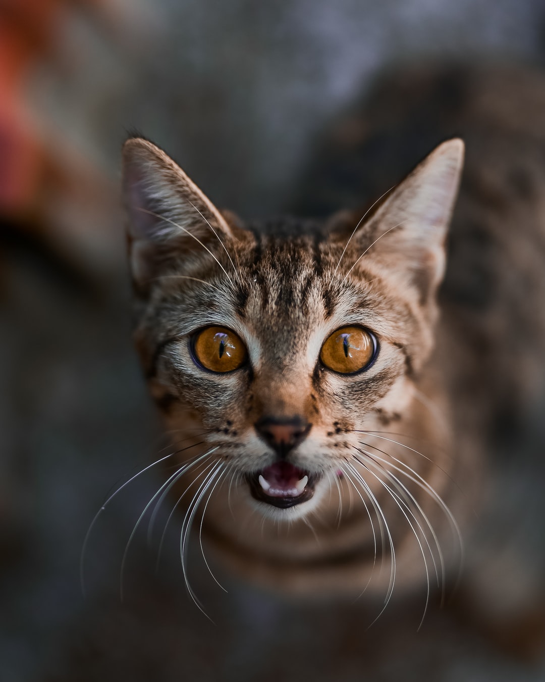 猫名字叫什么好听，猫名字推荐