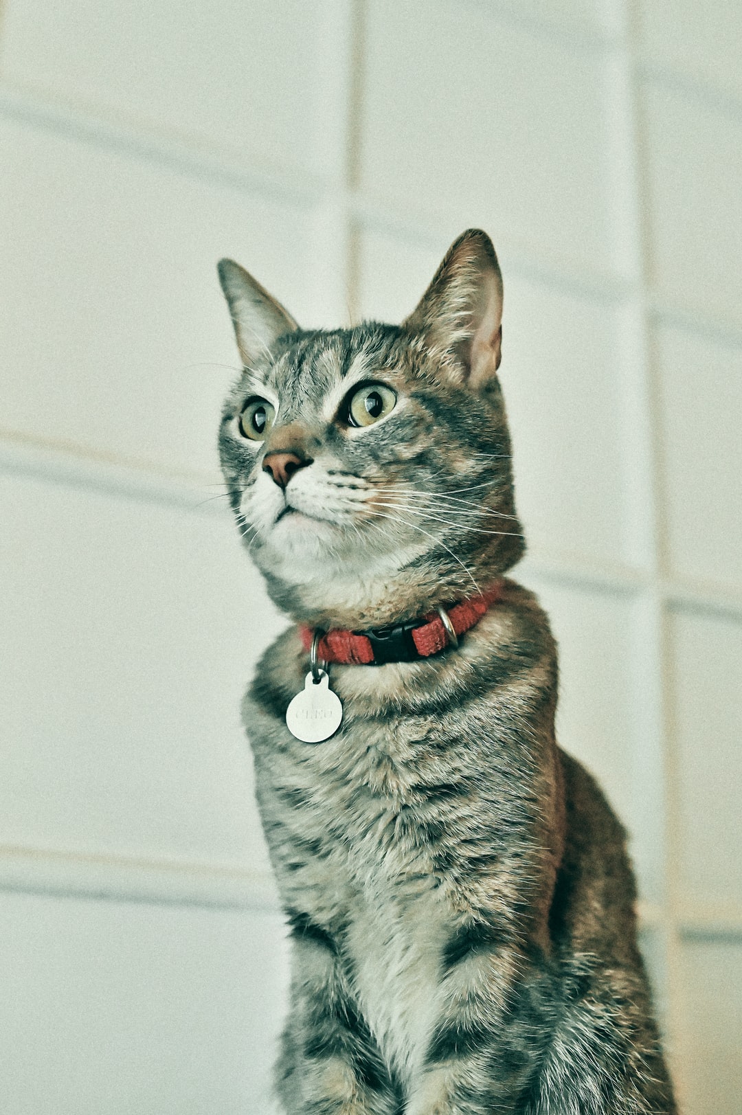 好听的橘猫名字