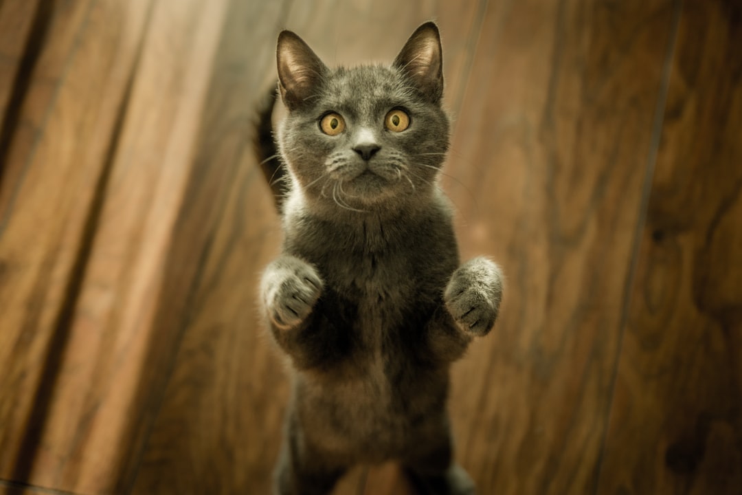 好听的猫名字萌