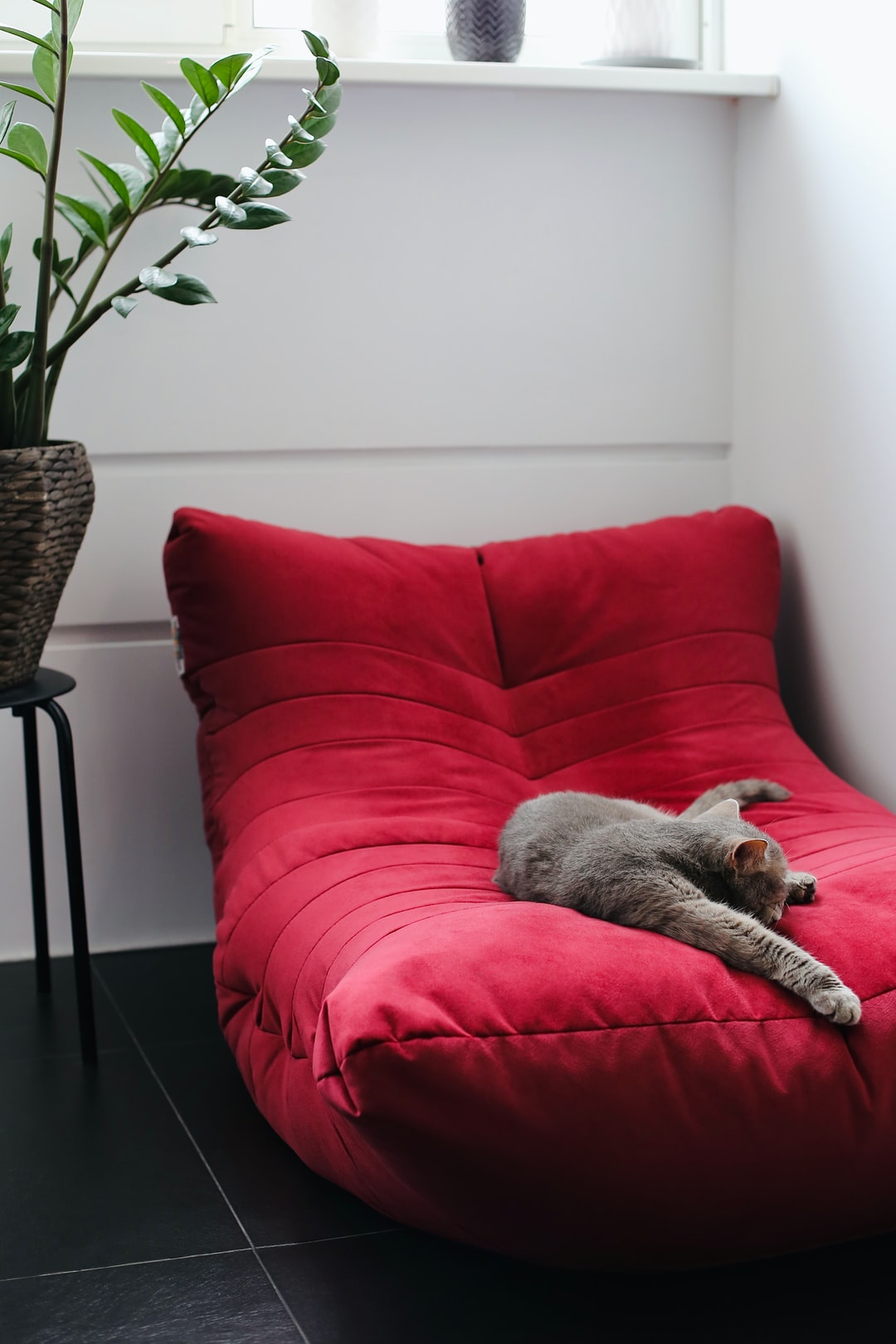 有创意的猫咪名字英文