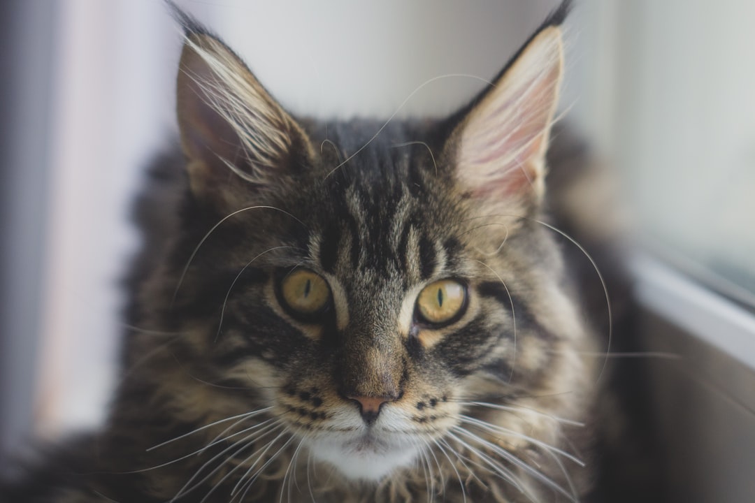 猫起名寓意好的名字