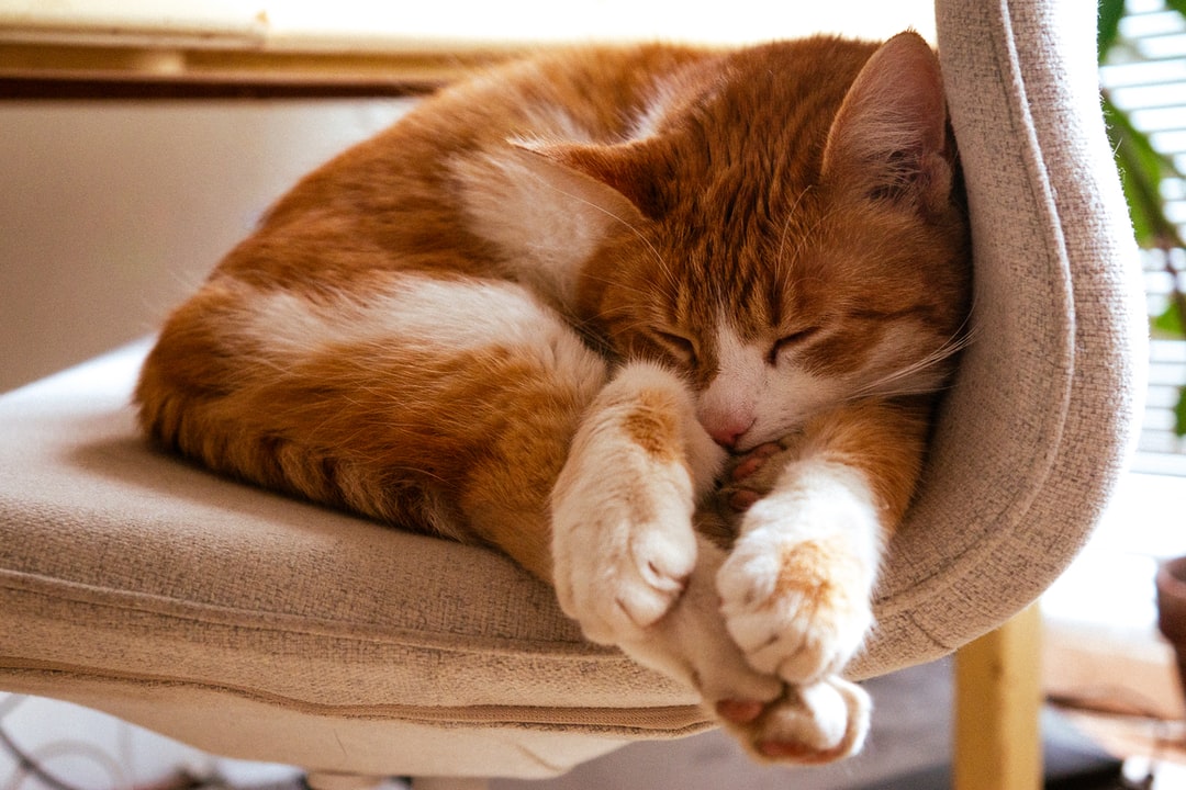 猫咪招财又好听的名字有哪些？