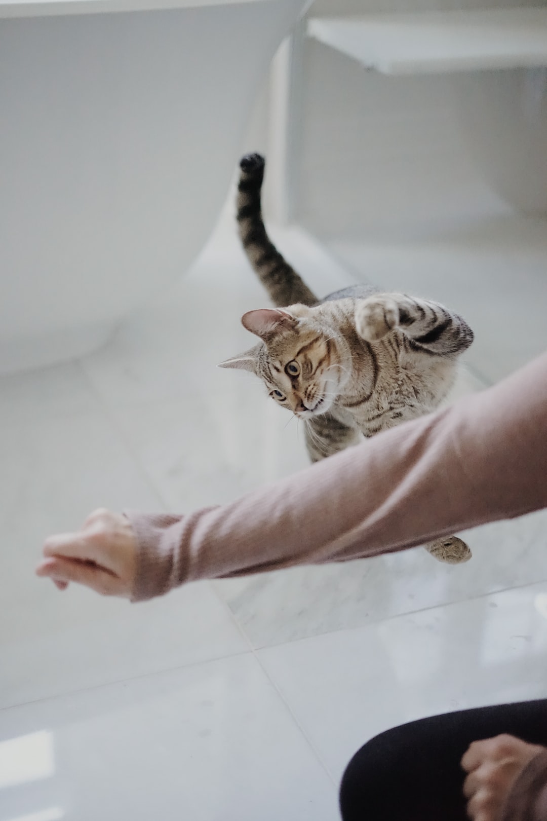 奇葩又好听的猫咪名字