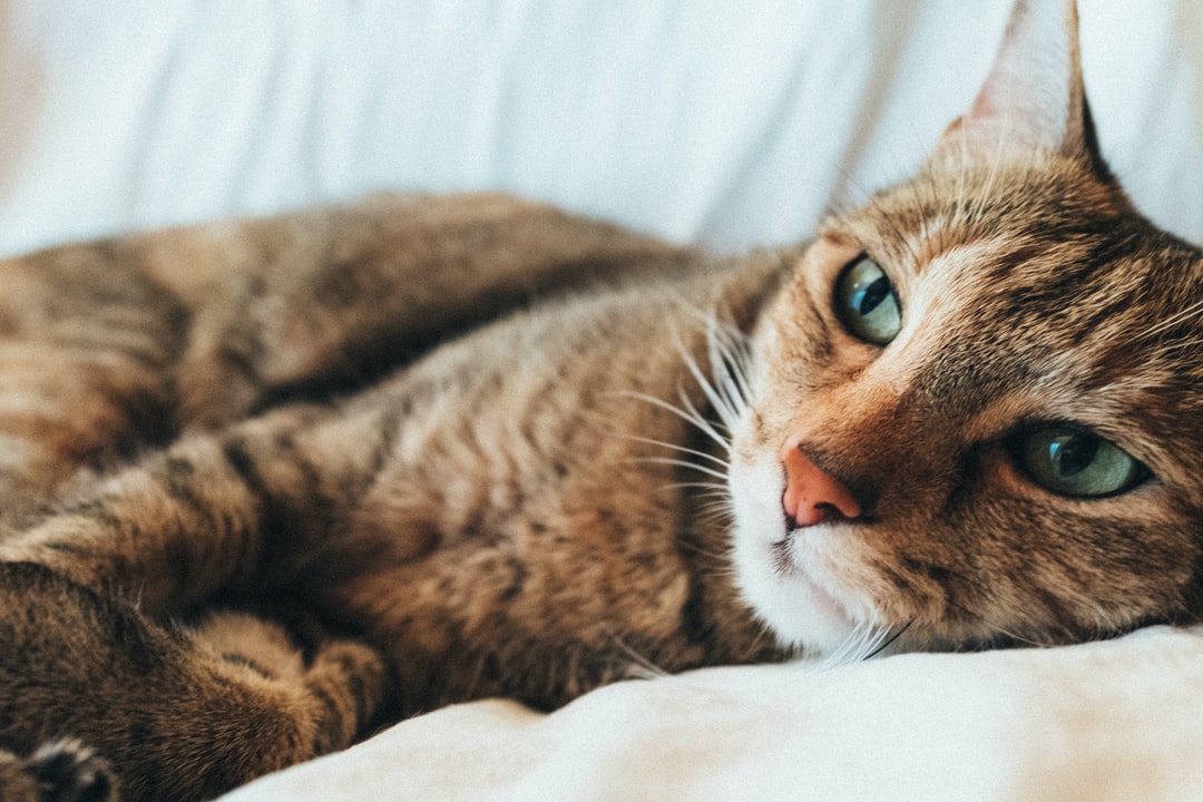 最拉风的猫名字，你知道吗？