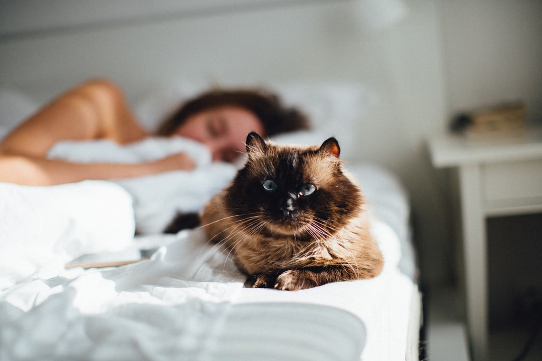 宠物猫咪名字大全