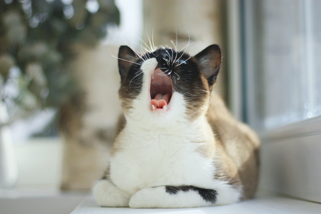 猫咪名字可爱洋气独特