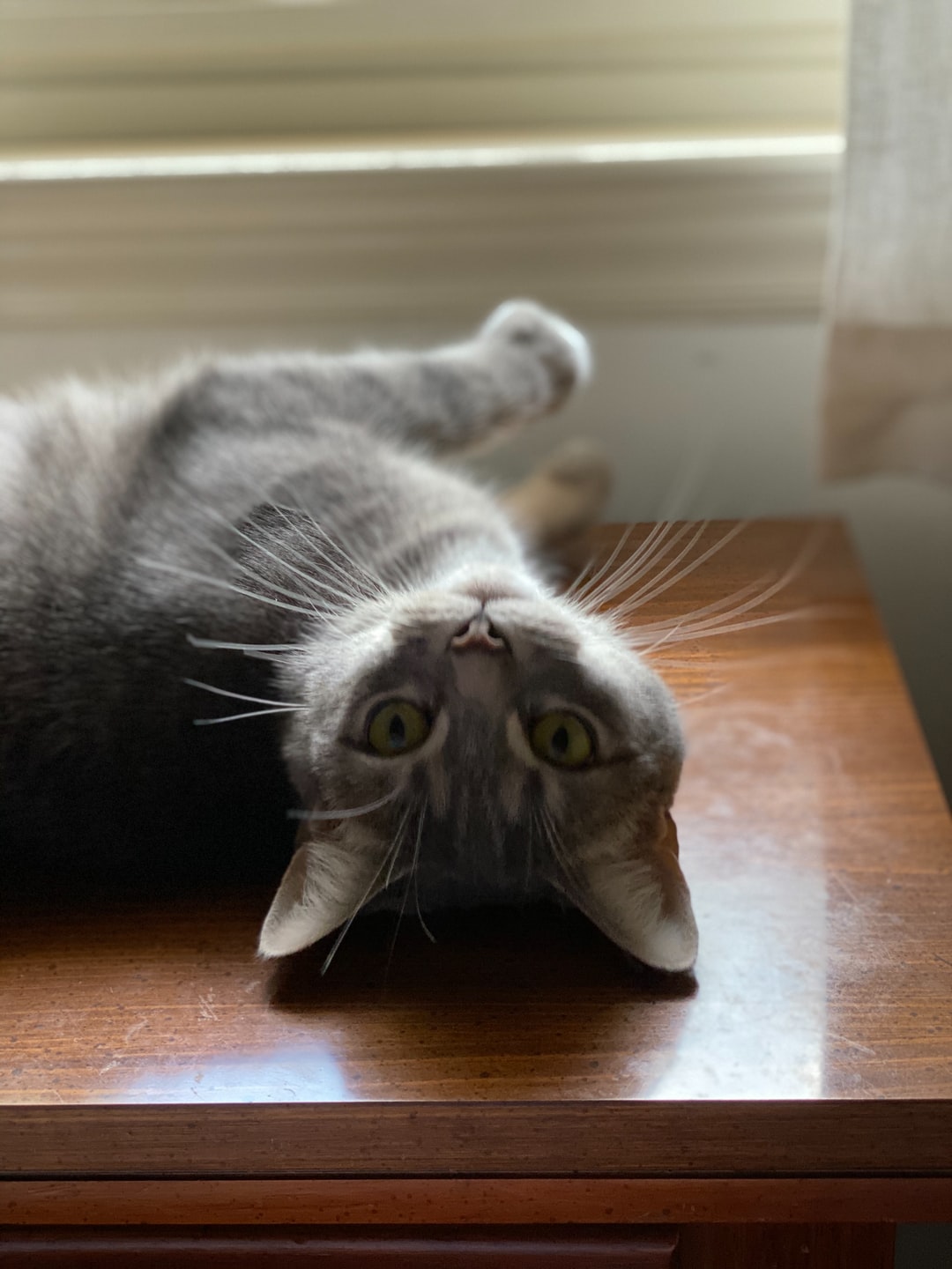 猫咪又土又搞笑的名字取名方法，这样的名字你见过吗？