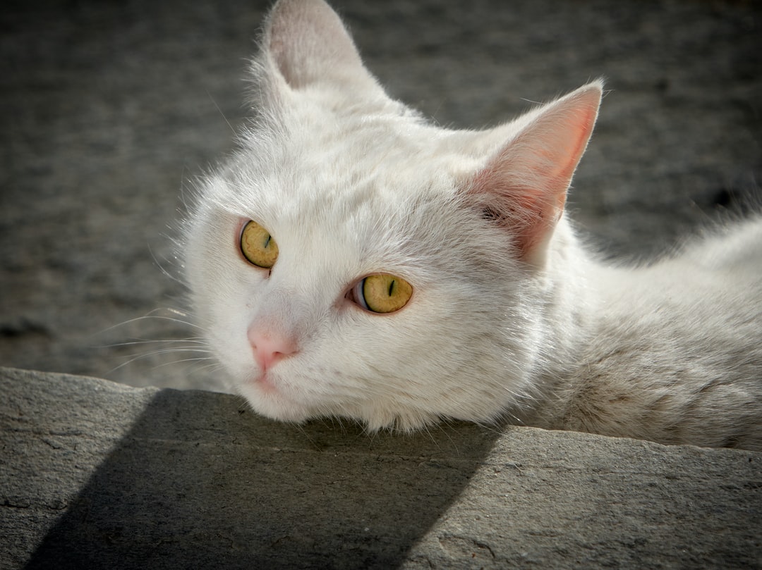 黑白相间的猫起什么名字？