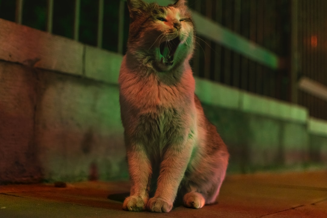 黑白相间的猫起什么名字？