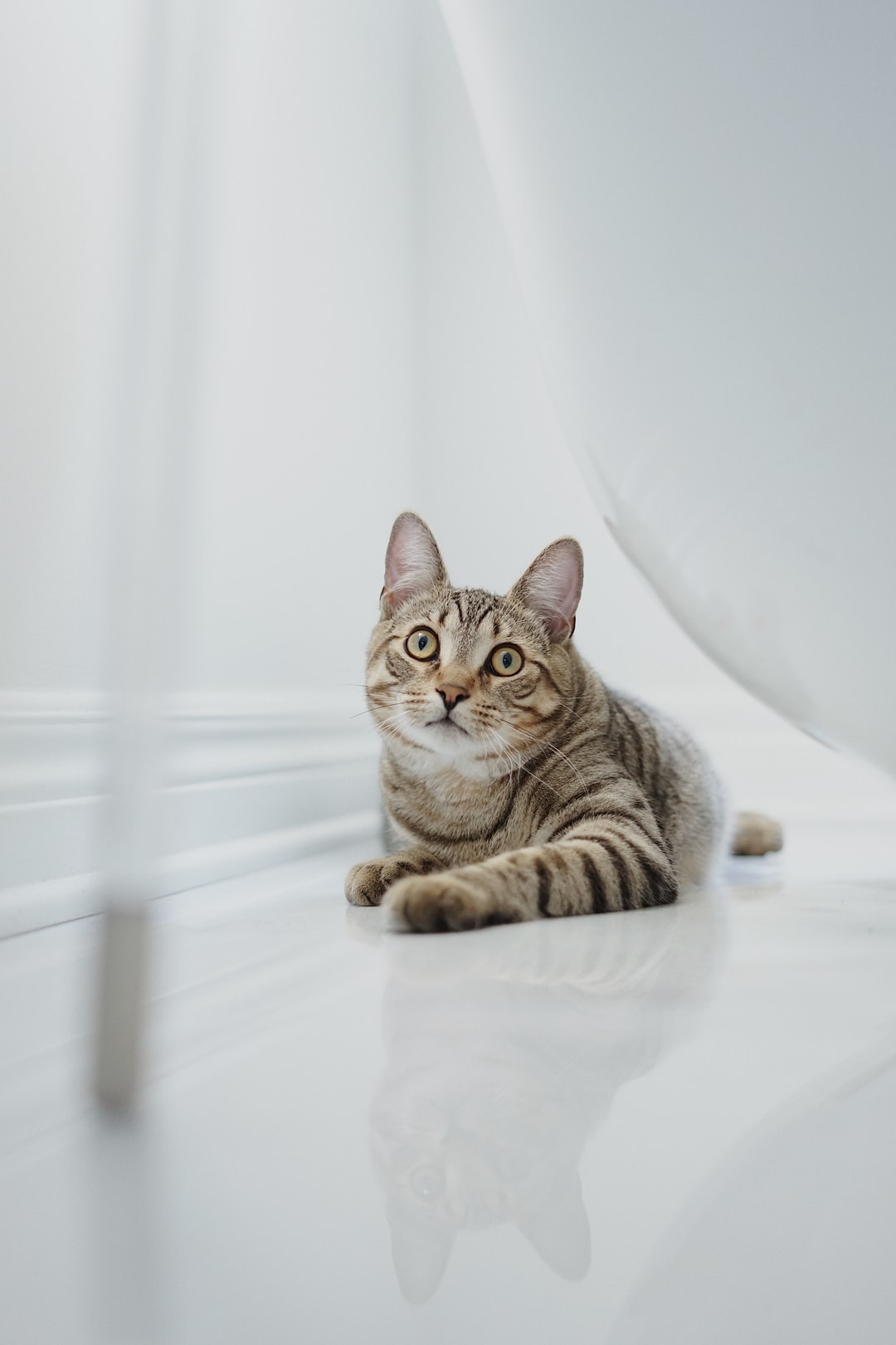 逗比的猫咪名字