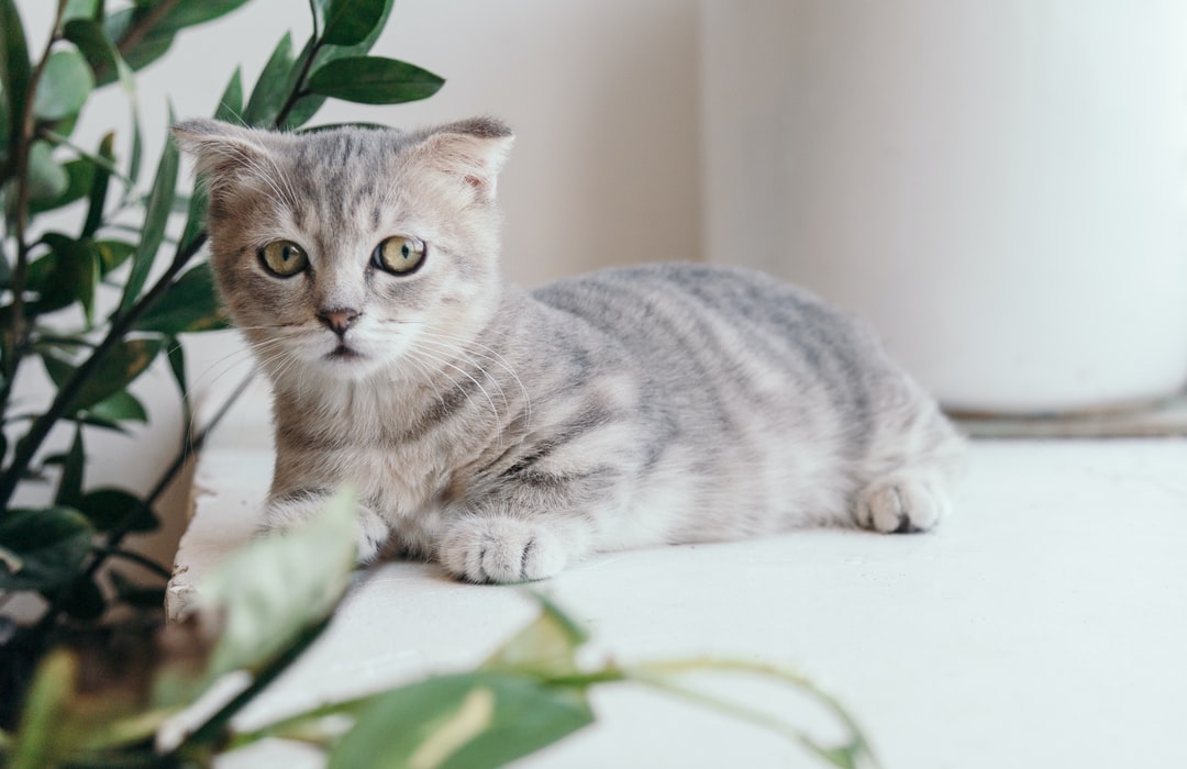 猫猫名字大全洋气
