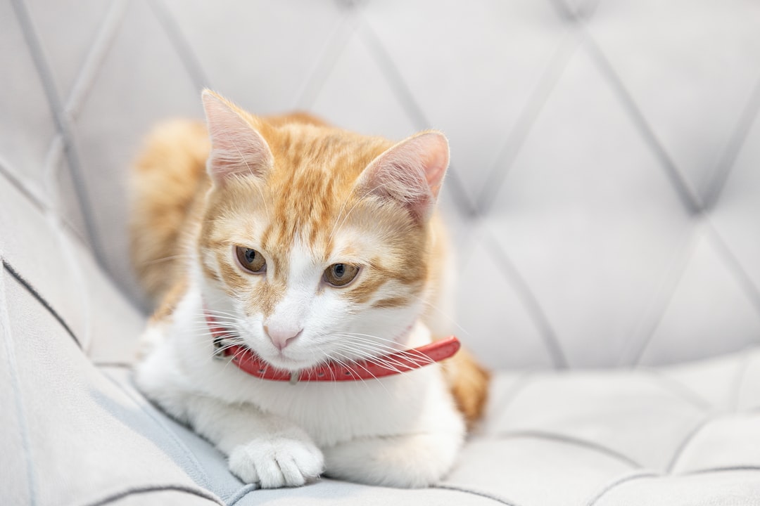 有个性的猫咪名字大全之技巧篇
