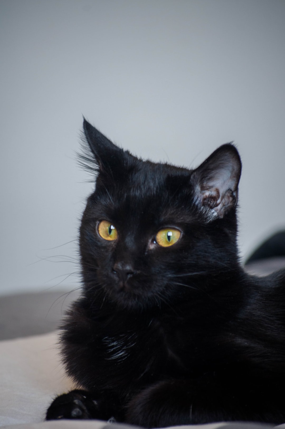 猫起名字寓意发财的
