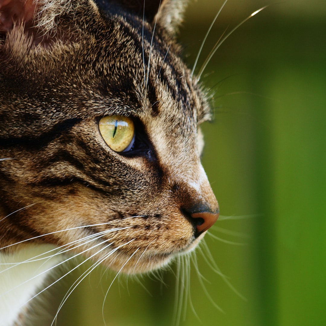 猫咪好听又独特的名字，铲屎官们可以来看看