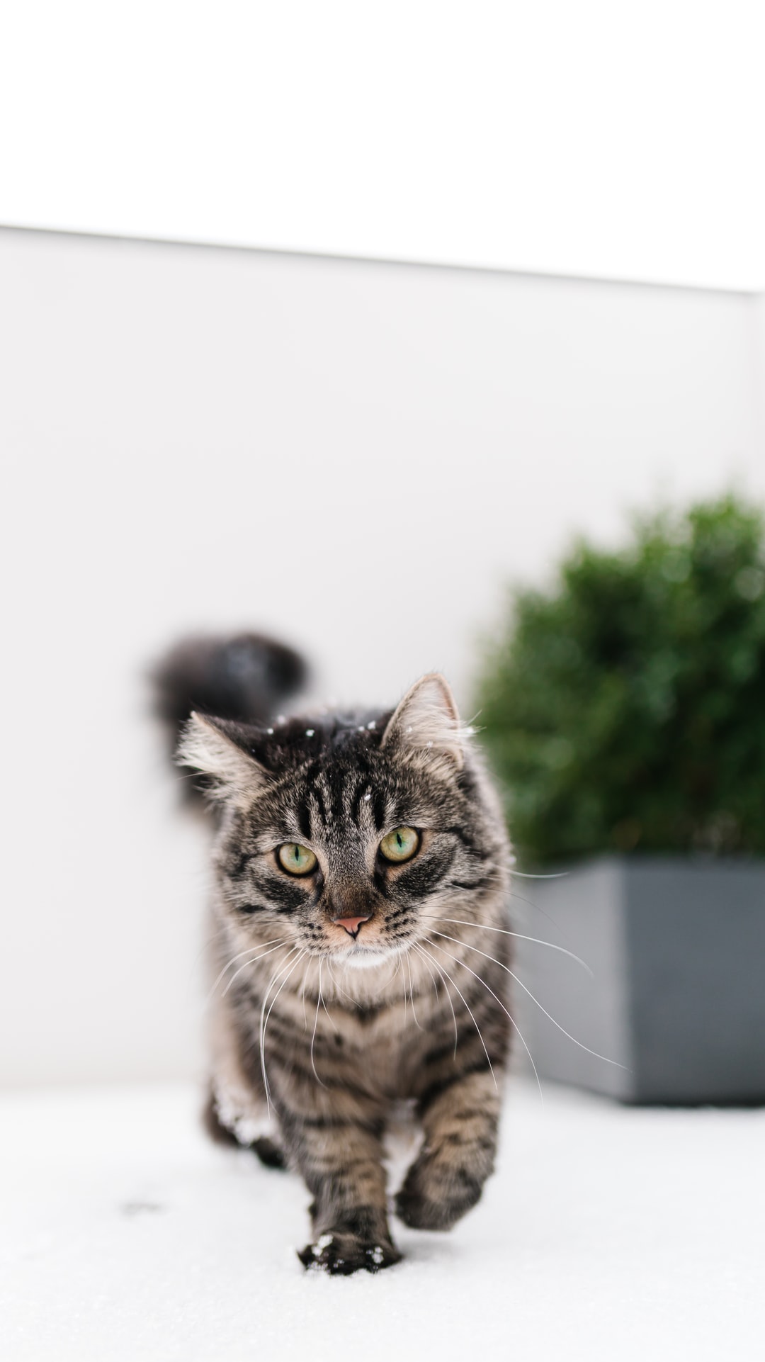 宠物猫名字大全高贵，
