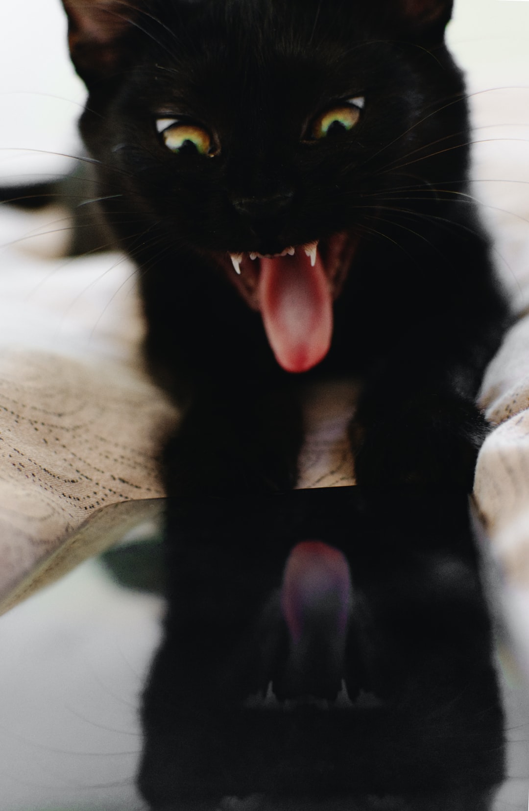 好听的橘猫名字