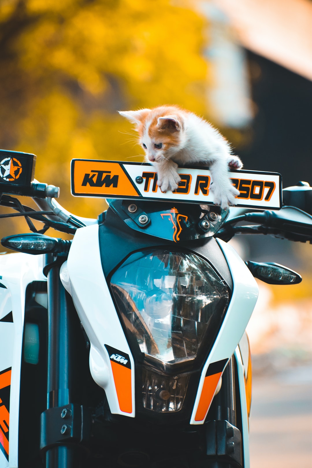 时髦独特猫咪名字
