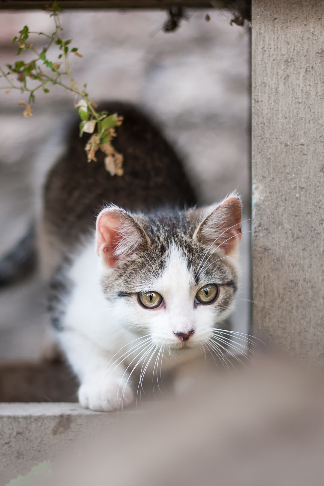 好听的宠物猫名字大全女宠物猫好听的名字推荐