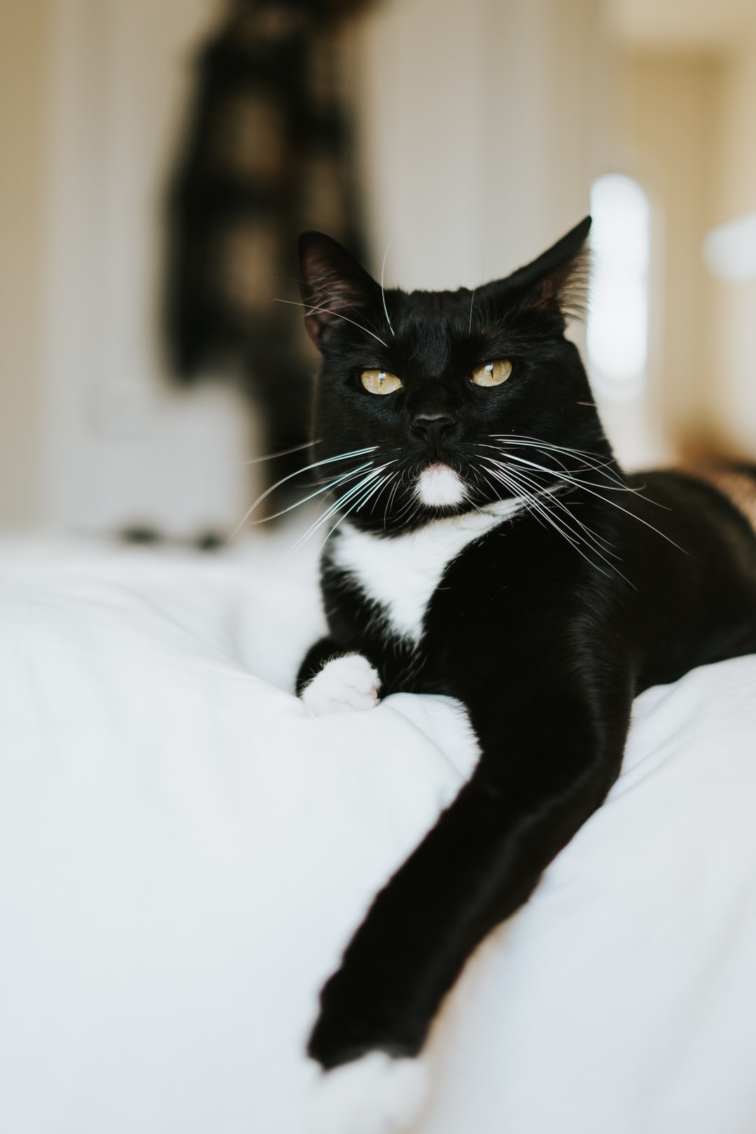 猫咪英文名有寓意的