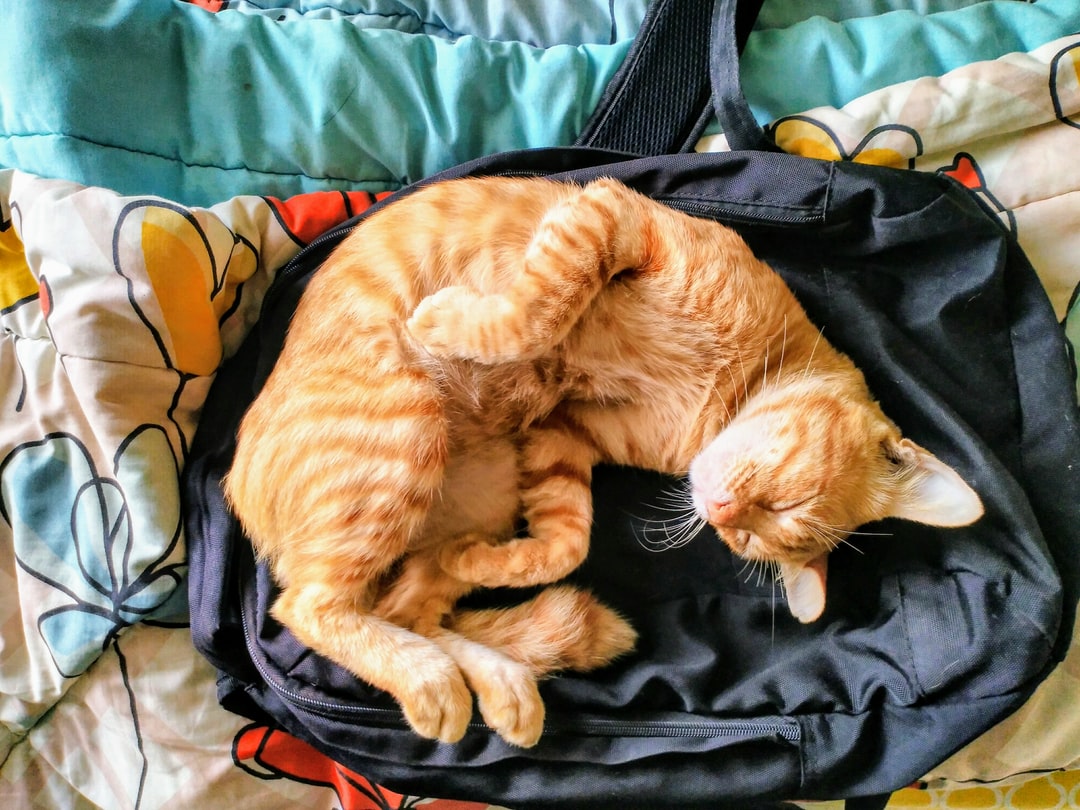 猫咪名字大全公猫