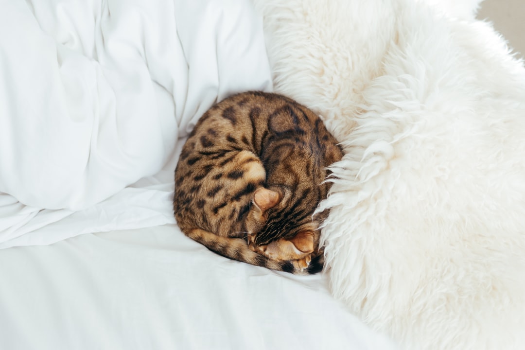 猫咪名字可爱洋气英文