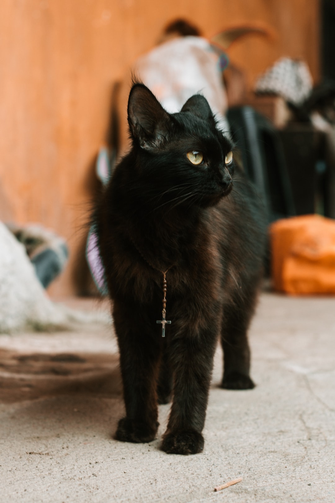 猫咪名字可爱洋气母猫
