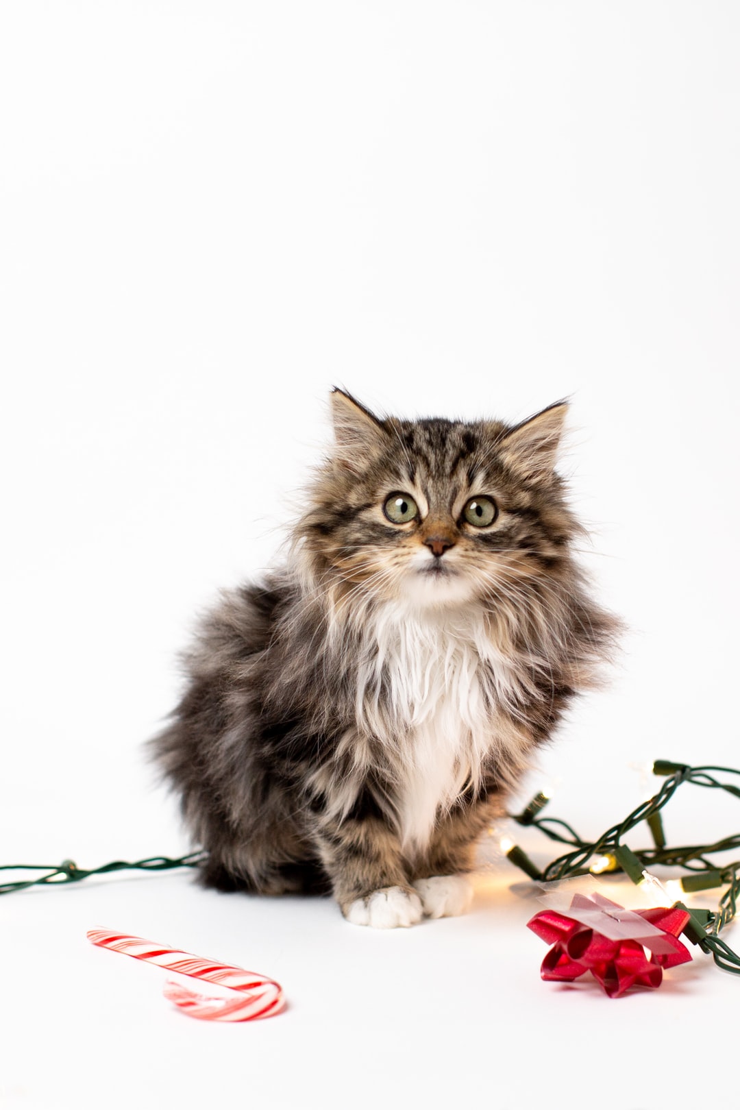 猫咪又土又搞笑的名字取名方法，这样的名字你见过吗？
