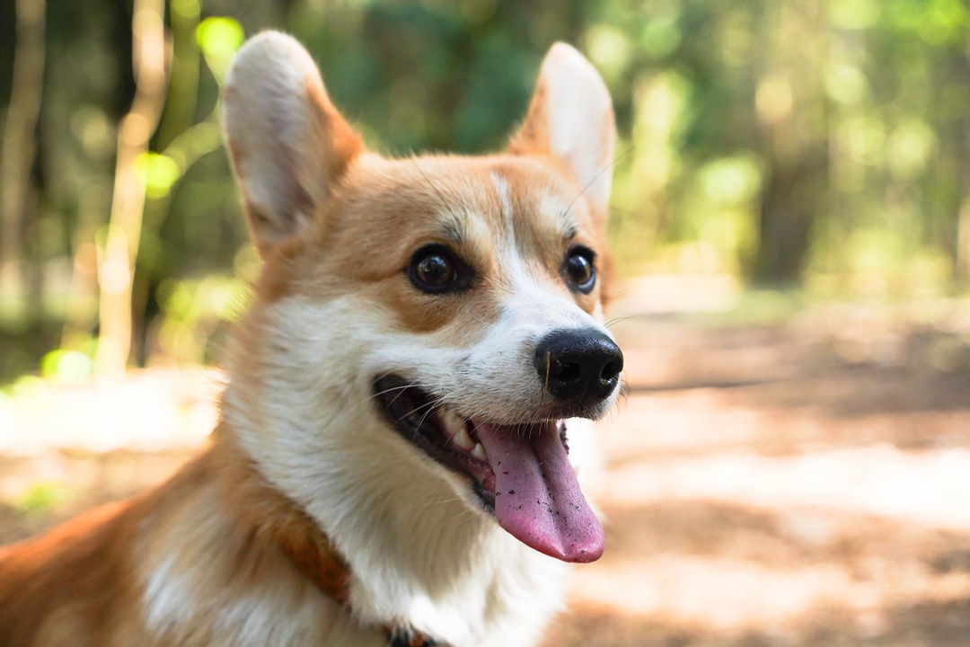 杜宾犬取什么名字霸气？杜宾犬取名案例