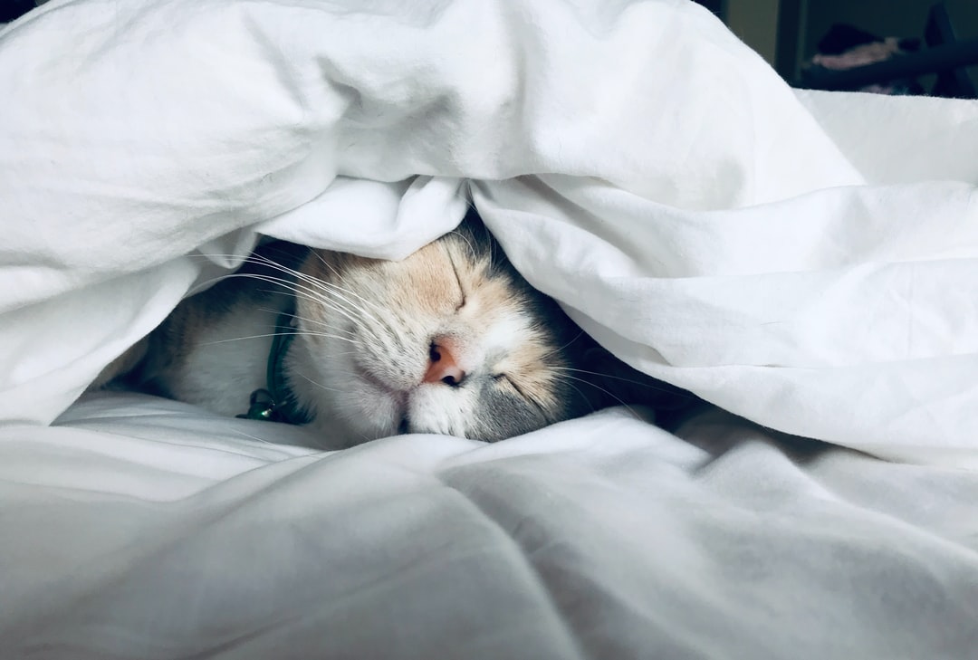 猫咪名字大全公猫