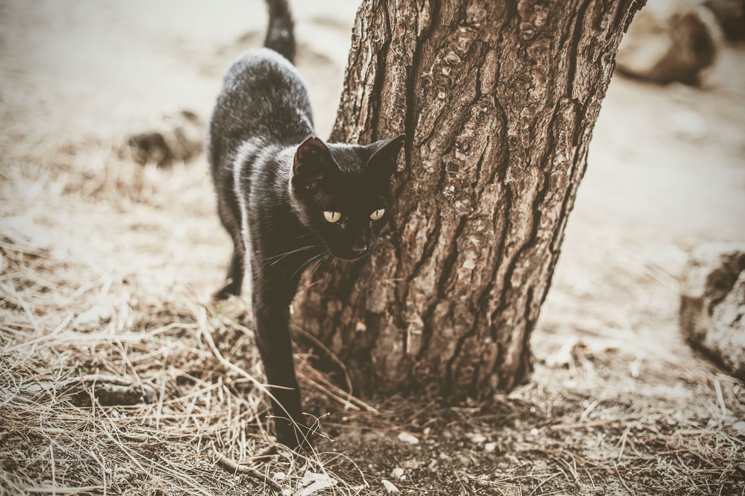 宠物猫咪名字大全