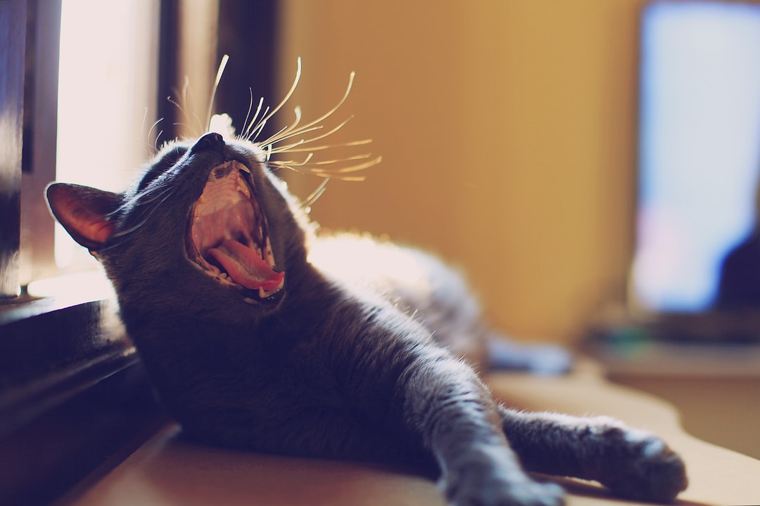 猫咪名字奇葩搞笑