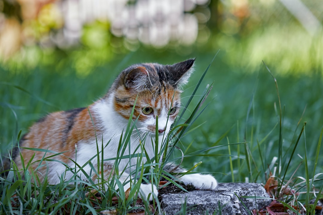 奶牛猫名字大全，奶牛猫名字推荐