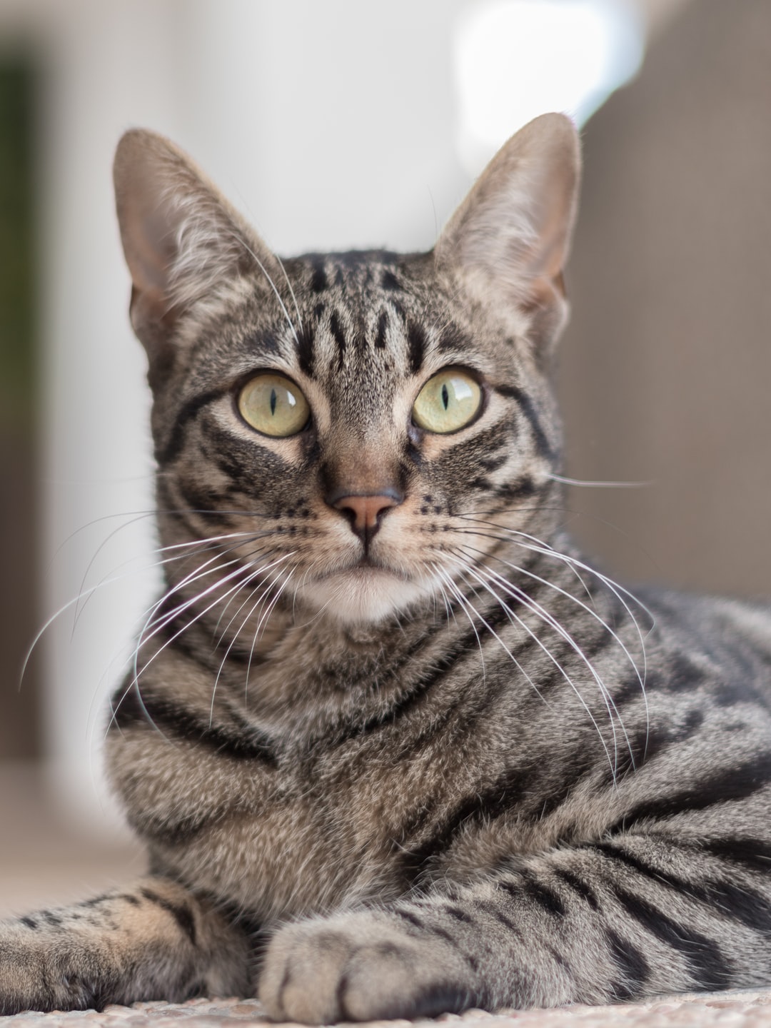猫咪比较特别的名字