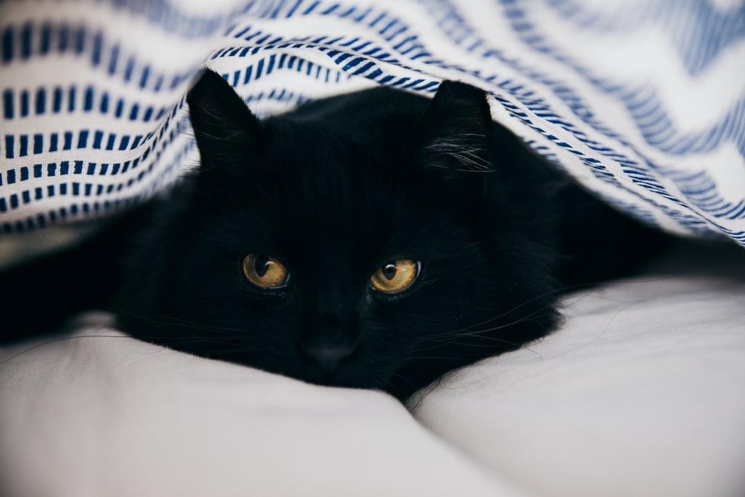 蓝猫名字独特一点的案例、取名技巧！