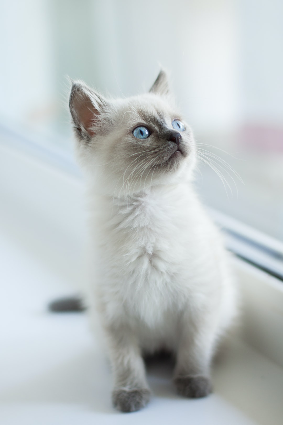 逗比的猫咪名字