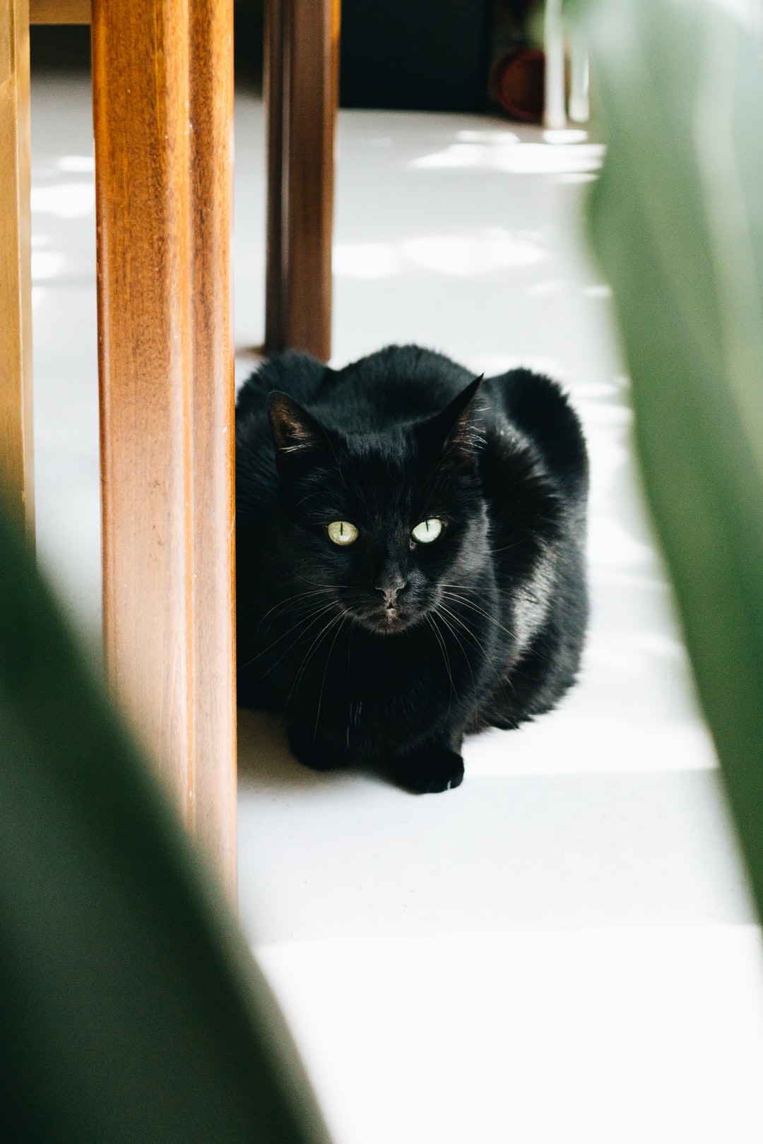 给小奶猫起好听萌名字